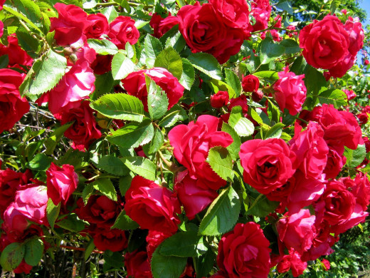 539841 (a): :2592x1944